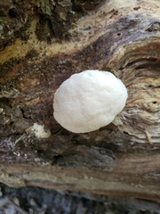 Hericium erinaceus