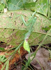 Stagmatoptera septentrionalis