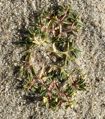 Euphorbia polygonifolia