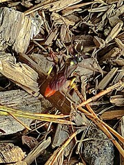 Protichneumon pisorius