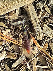 Protichneumon pisorius