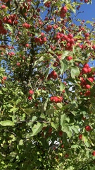 Malus sylvestris