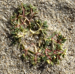 Euphorbia polygonifolia