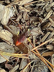 Protichneumon pisorius