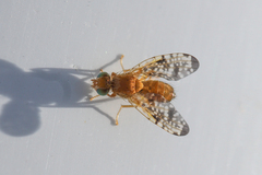 Xyphosia miliaria