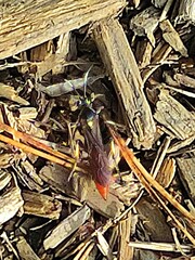 Protichneumon pisorius