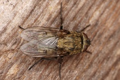 Pollenia angustigena