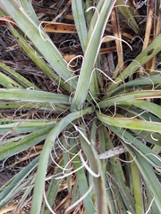 Yucca
