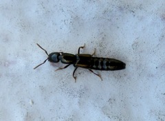 Xantholinus linearis