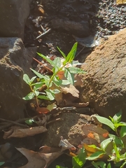 Oldenlandia corymbosa