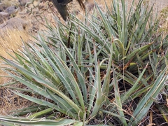 Yucca