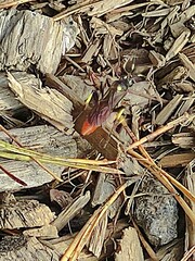 Protichneumon pisorius