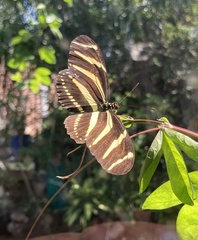 Heliconius charithonia vazquezae