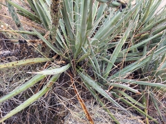 Yucca