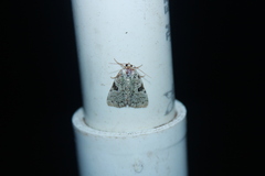 Leuconycta diphteroides
