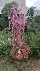 Echeveria gibbiflora