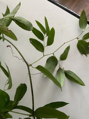 Smilax laurifolia
