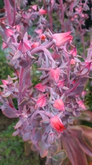 Echeveria gibbiflora