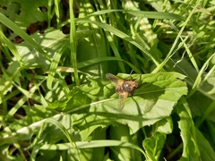 Tachina fera