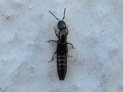Xantholinus linearis