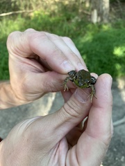 Lithobates clamitans