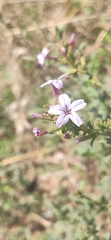 Plumbago europaea