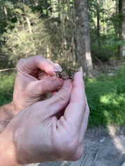 Lithobates clamitans