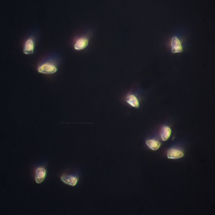 Lepiota castaneidisca