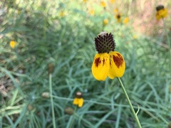 Ratibida columnifera