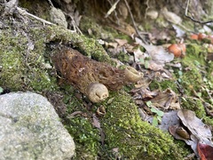 Calostoma