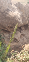 Triglochin laxiflora