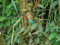 Tangara cyanoventris