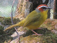 Basileuterus delattrii