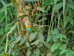 Tangara cyanoventris