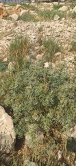 Ruta chalepensis