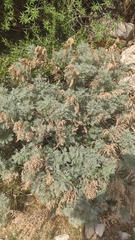 Artemisia arborescens