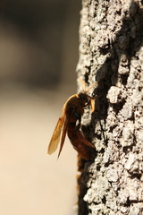 Trisciloa ferruginea