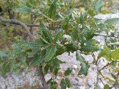 Quercus coccifera