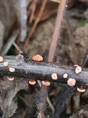 Nectria cinnabarina