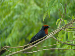 Chrysomus ruficapillus
