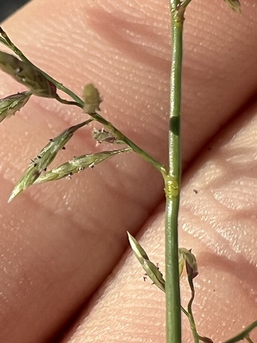 Eragrostis barrelieri