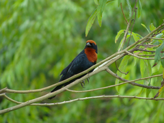 Chrysomus ruficapillus