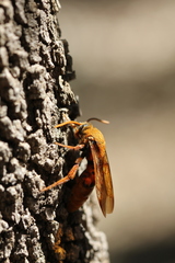 Trisciloa ferruginea