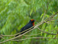 Chrysomus ruficapillus