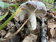 Hypomyces