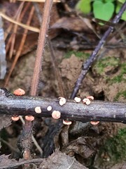 Nectria cinnabarina