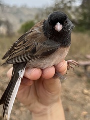 Junco hyemalis thurberi