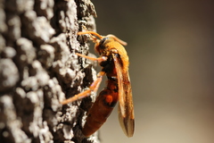 Trisciloa ferruginea