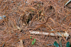 Storeria storerioides