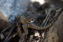 Masticophis lateralis